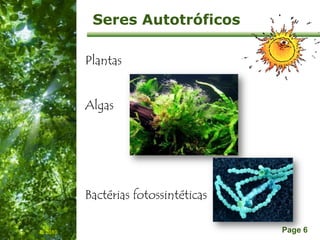 Free Powerpoint Templates
Page 6
Seres Autotróficos
Plantas
Algas
Bactérias fotossintéticas
IL 2010
 