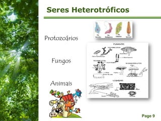 Free Powerpoint Templates
Page 9
Seres Heterotróficos
Protozoários
Fungos
Animais
IL 2010
 