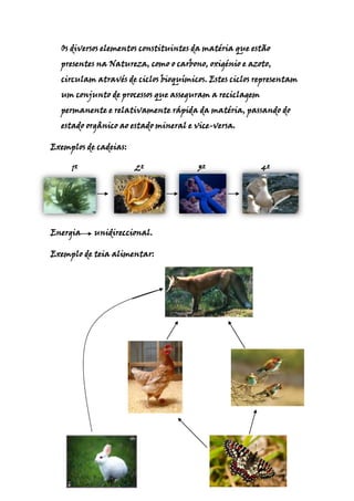Fluxos De Energia E Ciclo De MatéRia