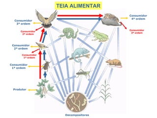 Decompositores TEIA ALIMENTAR Produtor Consumidor 1ª ordem Consumidor 2ª ordem Consumidor 3ª ordem Consumidor 4ª ordem Consumidor 1ª ordem Consumidor 2ª ordem Consumidor 3ª ordem 