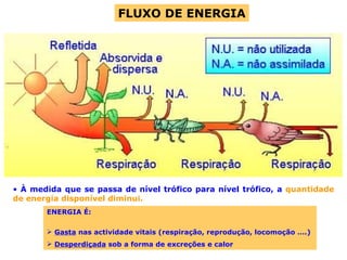 FLUXO DE ENERGIA À medida que se passa de nível trófico para nível trófico, a  quantidade de energia disponível diminui. ENERGIA É: Gasta  nas actividade vitais (respiração, reprodução, locomoção ….) Desperdiçada  sob a forma de excreções e calor 