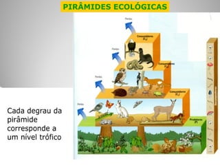 PIRÂMIDES ECOLÓGICAS 