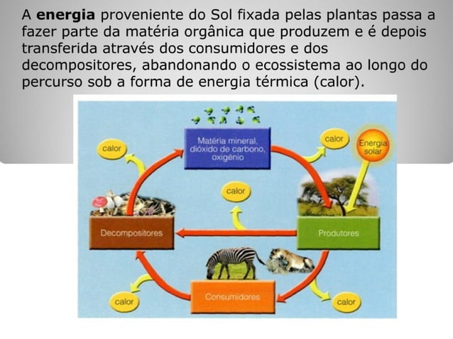 Fluxos de energia e ciclo de matéria i | PPT