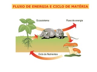 FLUXO DE ENERGIA E CICLO DE MATÉRIA 