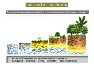 SUCESSÃO ECOLÓGICA É a evolução do ecossistema desde a comunidade pioneira até atingir o climax. 