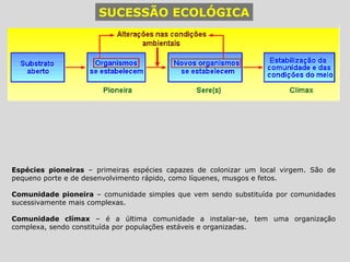 SUCESSÃO ECOLÓGICA Espécies pioneiras  – primeiras espécies capazes de colonizar um local virgem. São de pequeno porte e de desenvolvimento rápido, como líquenes, musgos e fetos. Comunidade pioneira  – comunidade simples que vem sendo substituída por comunidades sucessivamente mais complexas. Comunidade clímax  – é a última comunidade a instalar-se, tem uma organização complexa, sendo constituída por populações estáveis e organizadas. 