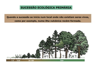 SUCESSÃO ECOLÓGICA PRIMÁRIA Quando a sucessão se inicia num local onde não existiam seres vivos, como por exemplo, numa ilha vulcânica recém-formada. 