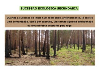 SUCESSÃO ECOLÓGICA SECUNDÁRIA Quando a sucessão se inicia num local onde, anteriormente, já existiu uma comunidade, como por exemplo, um campo agrícola abandonado ou uma floresta destruída pelo fogo. 