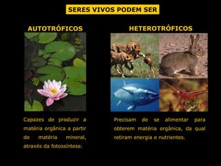 SERES VIVOS PODEM SER AUTOTRÓFICOS HETEROTRÓFICOS Capazes de produzir a matéria orgânica a partir de matéria mineral, através da fotossíntese. Precisam de se alimentar para obterem matéria orgânica, da qual retiram energia e nutrientes. 