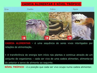 CADEIA ALIMENTAR E NÍVEL TRÓFICO CADEIA ALIMENTAR  -  é uma sequência de seres vivos interligados por relações de alimentação.  A transferência de energia tem início nas plantas e continua através de um conjunto de organismos – cada ser vivo de uma cadeia alimentar, alimenta-se do anterior e serve de alimento ao seguinte. NÍVEL TRÓFICO  -  é a posição que cada ser vivo ocupa numa cadeia alimentar.  
