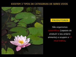 EXISTEM 3 TIPOS DE CATEGORIAS DE SERES VIVOS PRODUTORES São organismos  autotróficos  (capazes de produzir o seu próprio alimento) e ocupam o  1º nível trófico . 