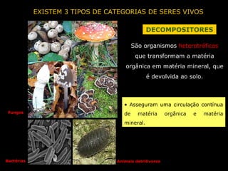 EXISTEM 3 TIPOS DE CATEGORIAS DE SERES VIVOS DECOMPOSITORES São organismos  heterotróficos  que transformam a matéria orgânica em matéria mineral, que é devolvida ao solo. Fungos Bactérias Animais detritívoros Asseguram uma circulação contínua de matéria orgânica e matéria mineral. 