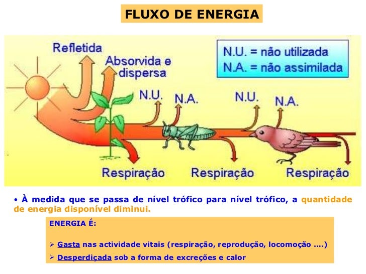 Em Relação Ao Fluxo De Energia Na Biosfera Considere Que