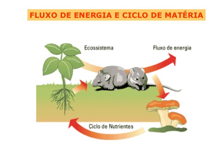 Em Relação Ao Fluxo De Energia Na Biosfera Considere Que