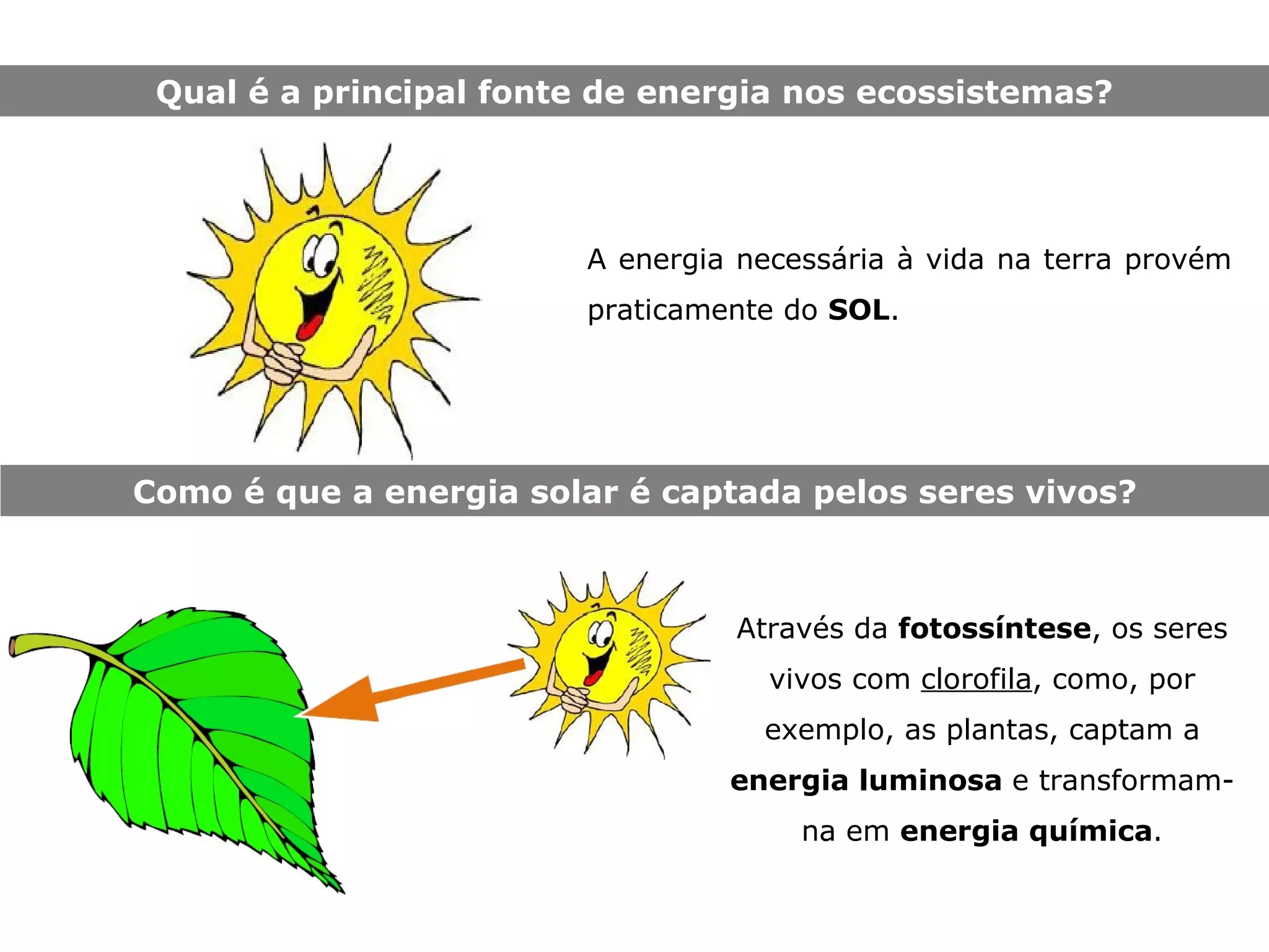 Fluxos de energia e ciclo de matéria ii | PPT