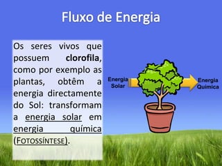 Fluxo de EnergiaOs seres vivos que possuem clorofila, como por exemplo as plantas, obtêm a energia directamente do Sol: transformam a energia solar em energia química (Fotossíntese).Energia SolarEnergia Química