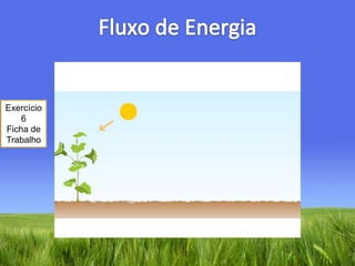 Fluxo de EnergiaExercício 6Ficha de Trabalho