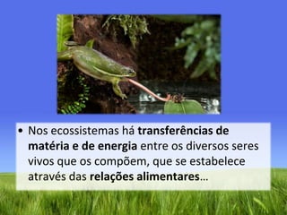 Nos ecossistemas há transferências de matéria e de energia entre os diversos seres vivos que os compõem, que se estabelece através das relações alimentares… 