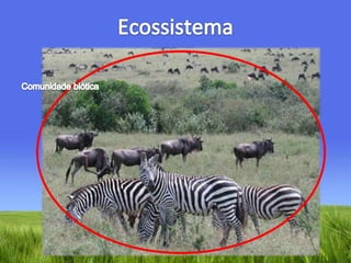 EcossistemaComunidade biótica