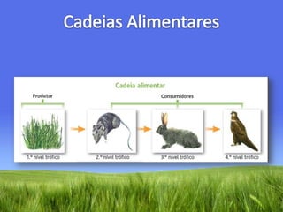 Cadeias Alimentares