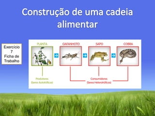 Construção de uma cadeia alimentarExercício 7Ficha de Trabalho