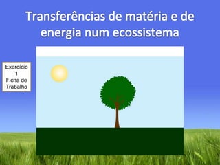 Transferências de matéria e de energia num ecossistemaExercício 1Ficha de Trabalho