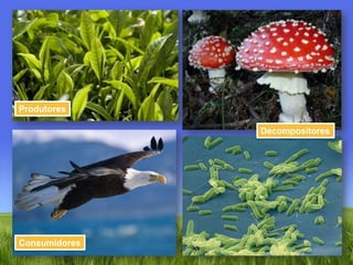 ProdutoresDecompositoresConsumidores