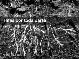 29


Hifas por toda parte




Para ler clique aqui
 