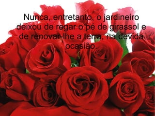 Nunca, entretanto, o jardineiro
deixou de regar o pé de girassol e
de renovar-lhe a terra, na devida
ocasião.

 