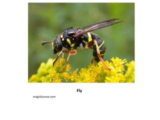 Fly magickcanoe.com 