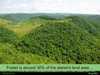 Forest is around 30% of the planet's land area ...Forest is around 30% of the planet's land area ...
www.flyeradd.com
 