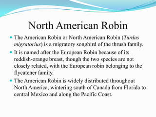 North American Robin
 The American Robin or North American Robin (Turdus
  migratorius) is a migratory songbird of the thrush family.
 It is named after the European Robin because of its
  reddish-orange breast, though the two species are not
  closely related, with the European robin belonging to the
  flycatcher family.
 The American Robin is widely distributed throughout
  North America, wintering south of Canada from Florida to
  central Mexico and along the Pacific Coast.
 