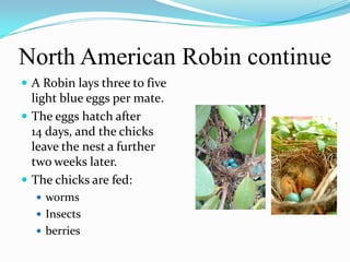 North American Robin continue
 A Robin lays three to five
  light blue eggs per mate.
 The eggs hatch after
  14 days, and the chicks
  leave the nest a further
  two weeks later.
 The chicks are fed:
   worms
   Insects
   berries
 
