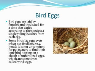 Bird Eggs
 Bird eggs are laid by
  females and incubated for
  a time that varies
  according to the species; a
  single young hatches from
  each egg.
 Some birds lay eggs even
  when not fertilized (e.g.
  hens); it is not uncommon
  for pet owners to find their
  lone bird nesting on a
  clutch of unfertilized eggs,
  which are sometimes
  called wind-eggs.
 