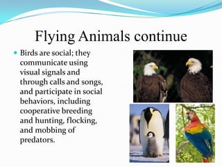 Flying Animals continue
 Birds are social; they
  communicate using
  visual signals and
  through calls and songs,
  and participate in social
  behaviors, including
  cooperative breeding
  and hunting, flocking,
  and mobbing of
  predators.
 