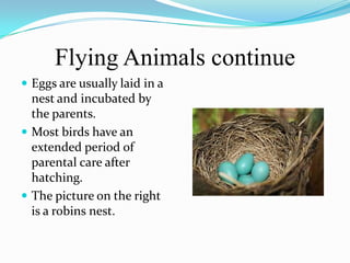 Flying Animals continue
 Eggs are usually laid in a
  nest and incubated by
  the parents.
 Most birds have an
  extended period of
  parental care after
  hatching.
 The picture on the right
  is a robins nest.
 