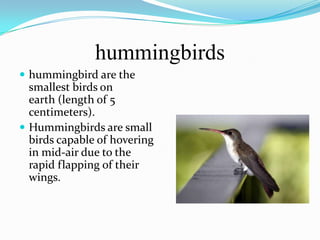 hummingbirds
 hummingbird are the
  smallest birds on
  earth (length of 5
  centimeters).
 Hummingbirds are small
  birds capable of hovering
  in mid-air due to the
  rapid flapping of their
  wings.
 
