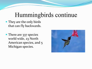 Hummingbirds continue
 They are the only birds
 that can fly backwards.

 There are 337 species
 world wide, 23 North
 American species, and 5
 Michigan species.
 