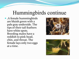 Hummingbirds continue
 .A female hummingbirds
 are bluish green with a
 pale gray underside. The
 tips of their tail feathers
 have white spots.
 Breeding males have a
 reddish to pink head,
 chin, and throat. The
 female lays only two eggs
 at a time.
 