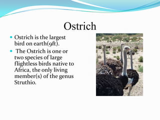 Ostrich
 Ostrich is the largest
  bird on earth(9ft).
 The Ostrich is one or
  two species of large
  flightless birds native to
  Africa, the only living
  member(s) of the genus
  Struthio.
 