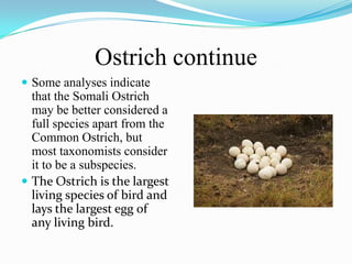 Ostrich continue
 Some analyses indicate
  that the Somali Ostrich
  may be better considered a
  full species apart from the
  Common Ostrich, but
  most taxonomists consider
  it to be a subspecies.
 The Ostrich is the largest
  living species of bird and
  lays the largest egg of
  any living bird.
 