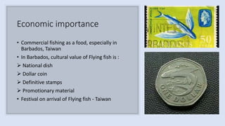 Economic importance
• Commercial fishing as a food, especially in
Barbados, Taiwan
• In Barbados, cultural value of Flying fish is :
 National dish
 Dollar coin
 Definitive stamps
 Promotionary material
• Festival on arrival of Flying fish - Taiwan
 