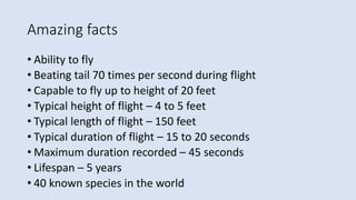 Amazing facts
• Ability to fly
• Beating tail 70 times per second during flight
• Capable to fly up to height of 20 feet
• Typical height of flight – 4 to 5 feet
• Typical length of flight – 150 feet
• Typical duration of flight – 15 to 20 seconds
• Maximum duration recorded – 45 seconds
• Lifespan – 5 years
• 40 known species in the world
 