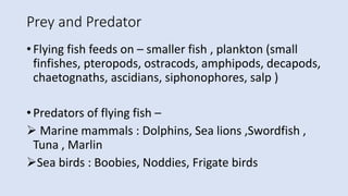 Prey and Predator
• Flying fish feeds on – smaller fish , plankton (small
finfishes, pteropods, ostracods, amphipods, decapods,
chaetognaths, ascidians, siphonophores, salp )
• Predators of flying fish –
 Marine mammals : Dolphins, Sea lions ,Swordfish ,
Tuna , Marlin
Sea birds : Boobies, Noddies, Frigate birds
 
