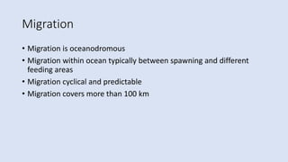 Migration
• Migration is oceanodromous
• Migration within ocean typically between spawning and different
feeding areas
• Migration cyclical and predictable
• Migration covers more than 100 km
 
