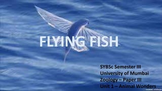 FLYING FISH
SYBSc Semester III
University of Mumbai
Zoology – Paper III
Unit 1 – Animal Wonders
 
