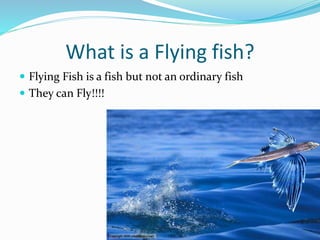 Flying fish programme | PPTX