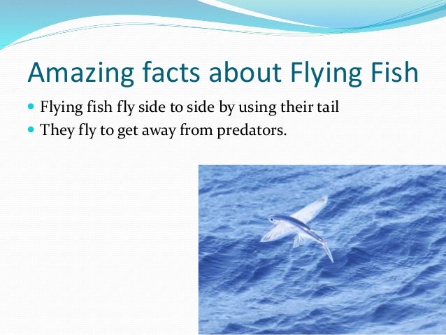 Fish facts