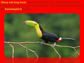Sharp and long beak: The shape of the beak is cylindrical in shape, it
looks like a circle as you look straight at it. This type of beak is found in
the hummingbird family.
 