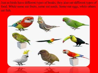 Just as birds have different types of beaks, they also eat different types of
food. While some eat fruits, some eat seeds. Some eat eggs, while others
eat fish.
 